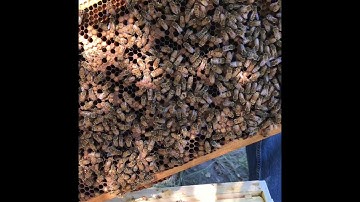 What a Laying Worker Beehive Looks Like and How to Fix It!