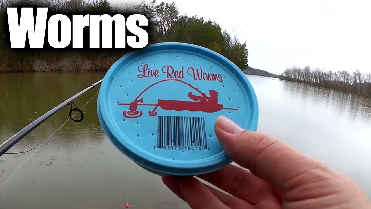 Winter Float Fishing with Live Bait - Worms Vs. Minnows Part 1