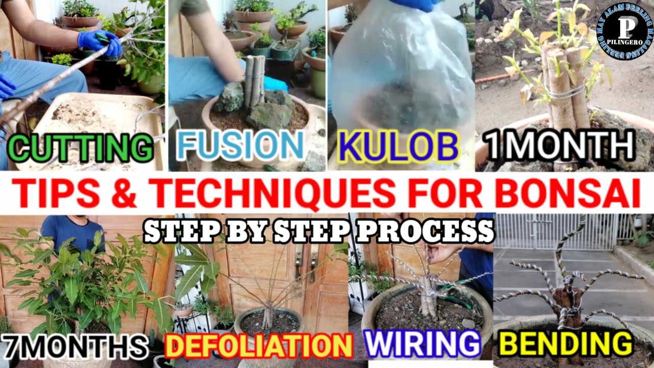 #bonsaitips #redbalete TECHNIQUES FOR BONSAI PART 1 | STEP BY STEP PROCESS | PAANO GUMAWA NG BONSAI