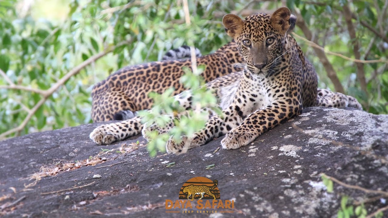 Sri Lankan Leopard cubs playing | Yala National Park, Sri Lanka