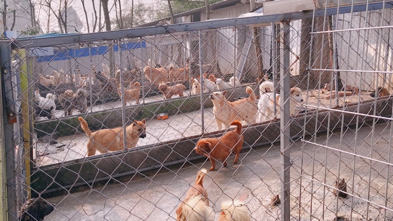 坚强的迈出每一步。这就是这些小动物勇敢的决心。