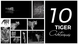 10 tiger black and white HD photography wallpaper | Tiger Art Photography | Tiger photography ideas 10 tiger black and white HD photography wallpaper | Tiger Art Photography | Tiger photography ideas