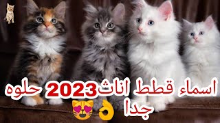 اسماء قطط اناث 2023حلوه جدا 👌😻