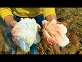 Huge sea shells. All kinds of strange sea snails are all over the beach, and they are delicious!