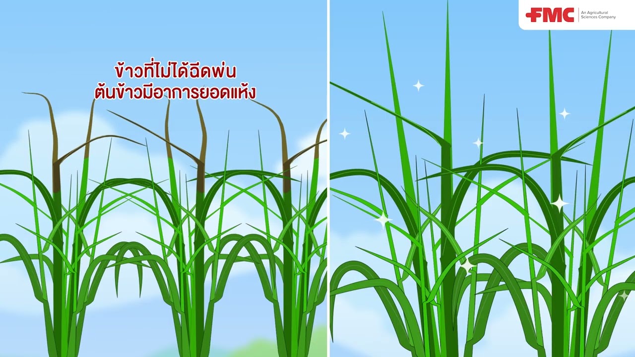 กลไกลการออกฤทธิ์ของ พรีวาธอน®