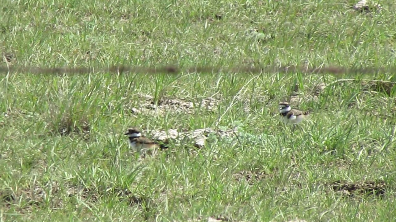Killeer and young, near Yellow Grass, SK Canada June 3 2018 YouTube