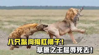 鬣狗掏肛狮子，几分钟后肚子就被掏空