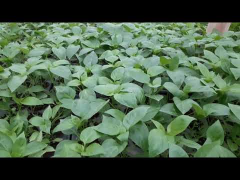 Video: Plantarea Ardeiului în Pământ
