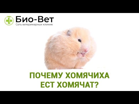 Почему хомячиха ест хомячат? Хомячиха съела детей