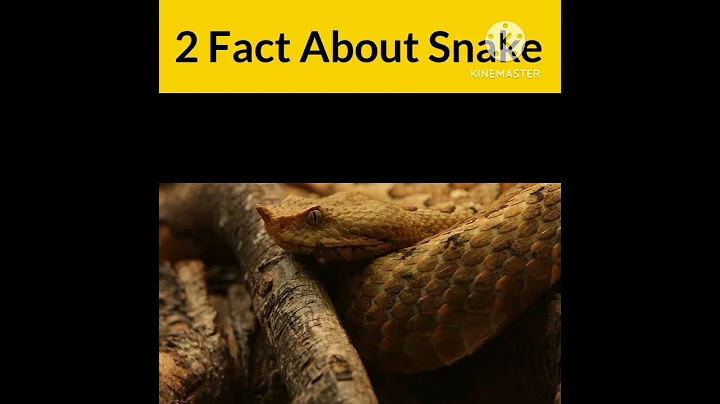 Amazing Two Fact About Snakes 🐍 #shorts #snake #youtubeshorts #ytshorts #facts #fact #factsinhindi
