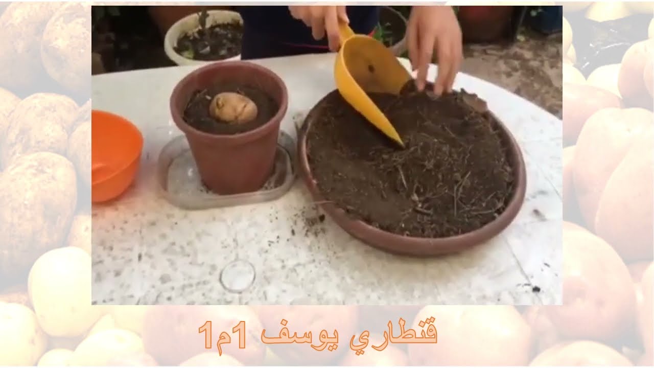 مشاريع السنة 1 متوسط مشروع زراعة البطاطا في المنزل الجزء الثاني
