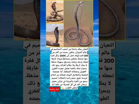 الثعبان يملك واحد ا من أعجب التصاميم في عالم الحيوان يتكو ن جسده من أكثر من 200 فقرة إلى 600