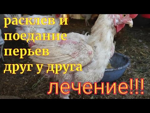 Куры выщипывают перья друг у друга и их едят/Устранение проблемы