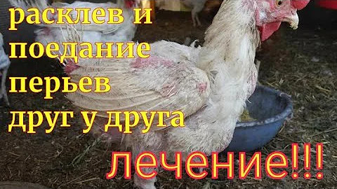 Куры выщипывают перья друг у друга и их едят/Устранение проблемы