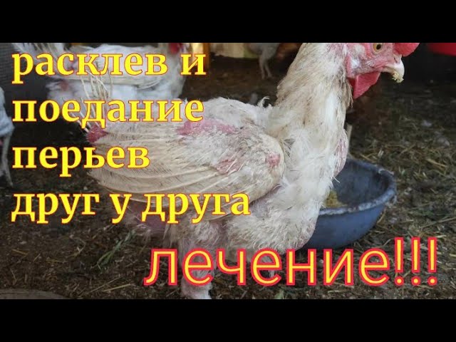 Почему курицы клюют кровь