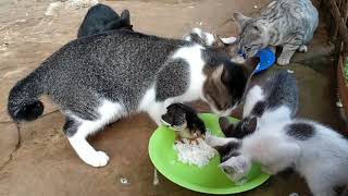 persahabatan kucing dan ayam/ anak ayam tidur dengan kucing/ mouzzy collection