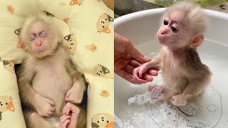 A cute day for baby monkey Abi | bath, eat, sleep