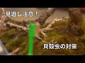 [4K 初心者向け] 桜盆栽 カイガラムシの対策について