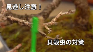 [4K 初心者向け] 桜盆栽 カイガラムシの対策について