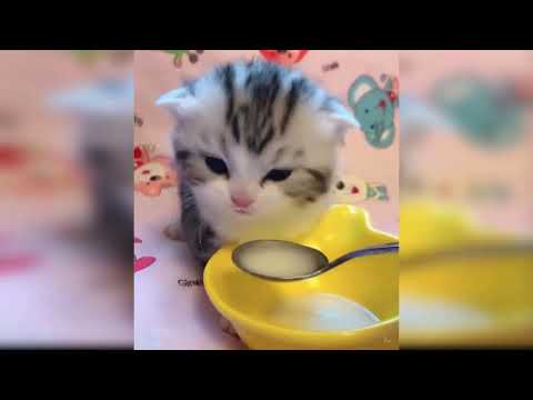 Baby Cats   Cute and Funny Baby Cat Videos Compilation