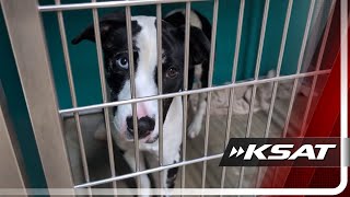 San Antonio Pets Alive! issues urgent call for puppy fosters over spring break
