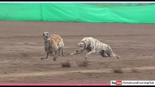 Track race greyhounds in punjab