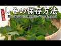 しその保存&活用 鮮やかな色で冷凍保存!おにぎりやお弁当お餅にも♪