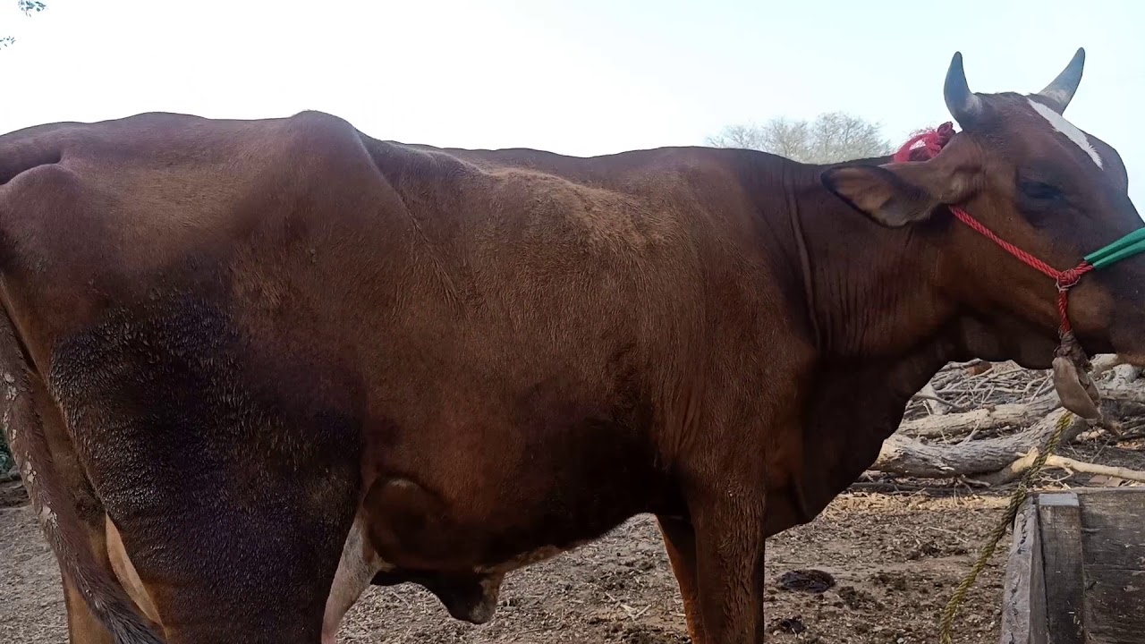 Beautiful cow for sale in Pakistan on 21-06-2020