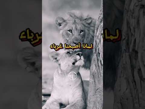 ل م اذ ا أ صبحنا غ ر باء رسالة تحفيزية لإعادة القربى والصدق تحفيز كلام من ذهب اقتباسات اكسبلور