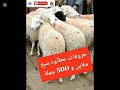 سوق المواشي العطاف ولاية عين دفلى 4 مارس 2026 منقول لصاحبه 