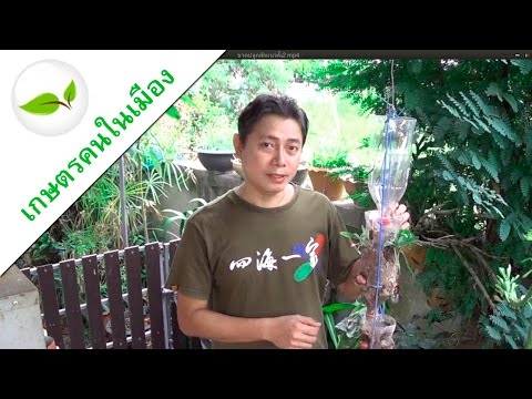 ปลูกผักแนวตั้ง จากขวดน้ำพลาสติก เกษตรคนในเมือง