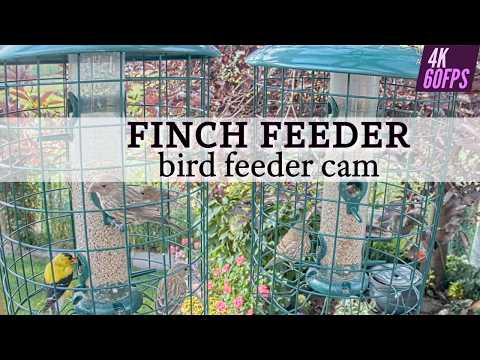 Alberta Finch Feeder