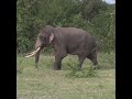 Majestic elephant | 雄大な象 | Tusk elephant | Wildlife | Wild elephant | Save tuskers |Animals #shorts