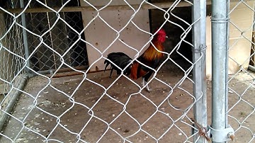 qaib qus txuam qaib dib