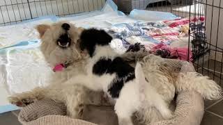 Wire Fox Terrier Pups Playing in House (5wks)