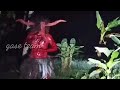 274 red buffalo genie  indonesian ghost hunters