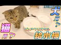 結局どっちがいいの？猫用と犬用の給水器を試してみた結果が意外過ぎた【ピュアクリスタル コパン】