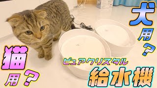 結局どっちがいいの？猫用と犬用の給水器を試してみた結果が意外過ぎた【ピュアクリスタル コパン】