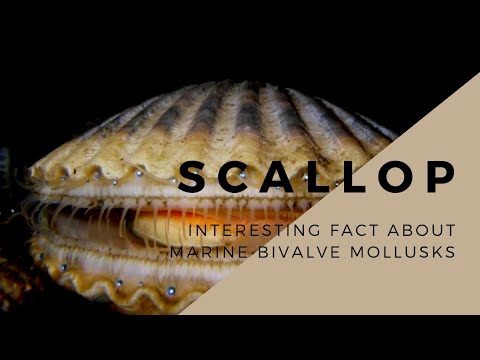 Scallop | Marine Bivalve Mollusks |What's so interesting about scallop?🧐