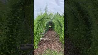 Grab my free course to build this trellis tunnel! Comment LEARN and head to your DMs for the link
