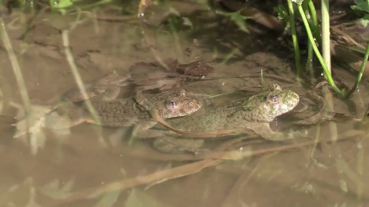 PŁAZY I GADY (Naukowiec w terenie - wiedza o przyrodzie z pierwszej ręki)