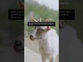 Why do my students call me the goat? #reddit #redditstories