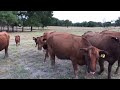 5 head of red angus first calve pairs with nice angussired calves 0728