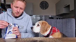 When you want to eat your beef jerky in peace, but you have a beagle dog by Charlie The Beagle 2,417 views 4 months ago 1 minute, 8 seconds