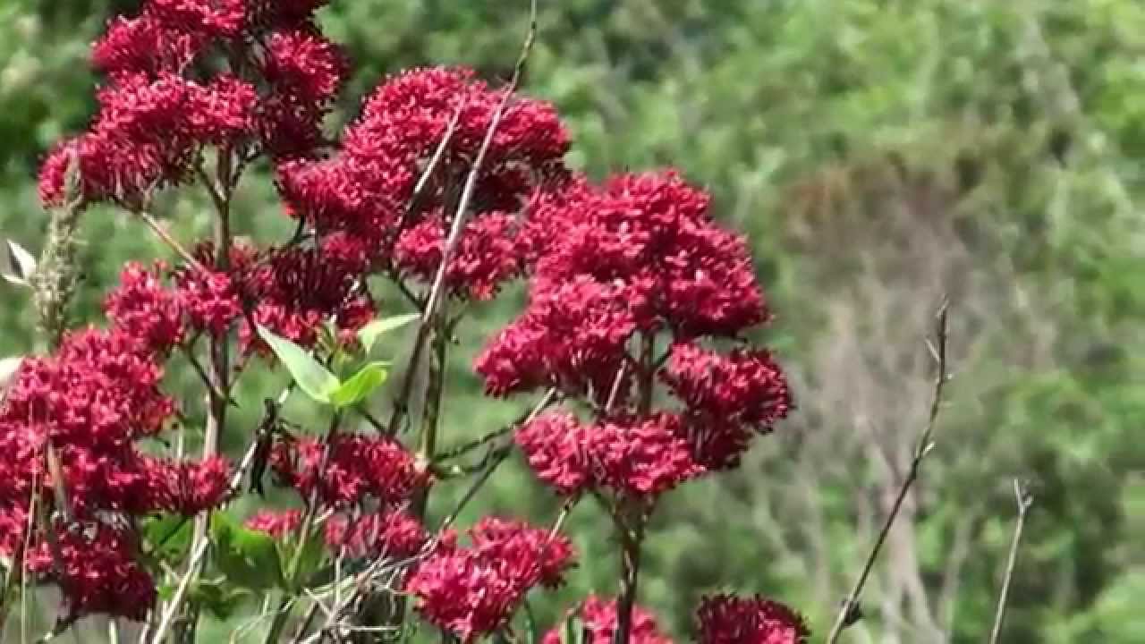 Wildflowers along Douglas Park Dr., June, 2011(HD)