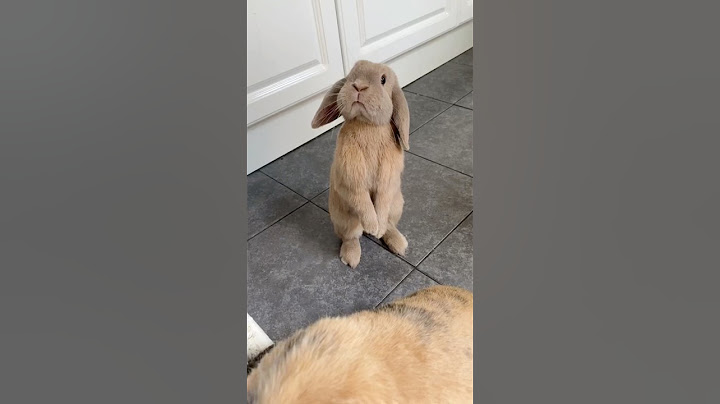 Funny bunny #funnyanimals #petvideos#cutepets #challenge #fyp #usa