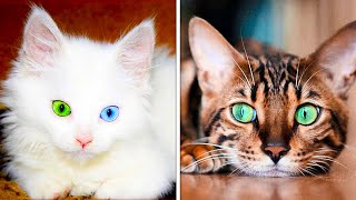 The Most Unusual Cat Breeds in the World