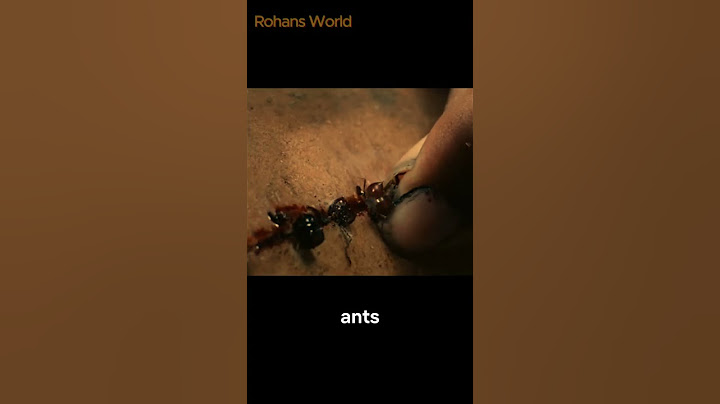 Unbelievable Survival Trick: Stitch Wounds Using Army Ants! 🐜🪡
