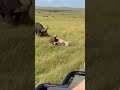 물소의 박치기로 치사 사망 ㅣ Killed by a Buffalo’s Headbutt ㅣ 水牛の頭突きで死亡 #wildlife #animals#동물#쇼츠