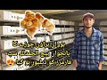 Bovans brown day old chicks  worlds highest brown egg layer  poultry farming in pakistan 